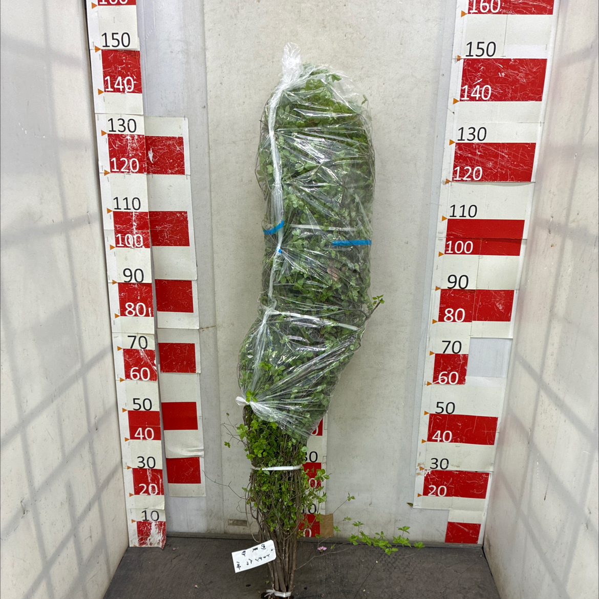 どうだんつつじ