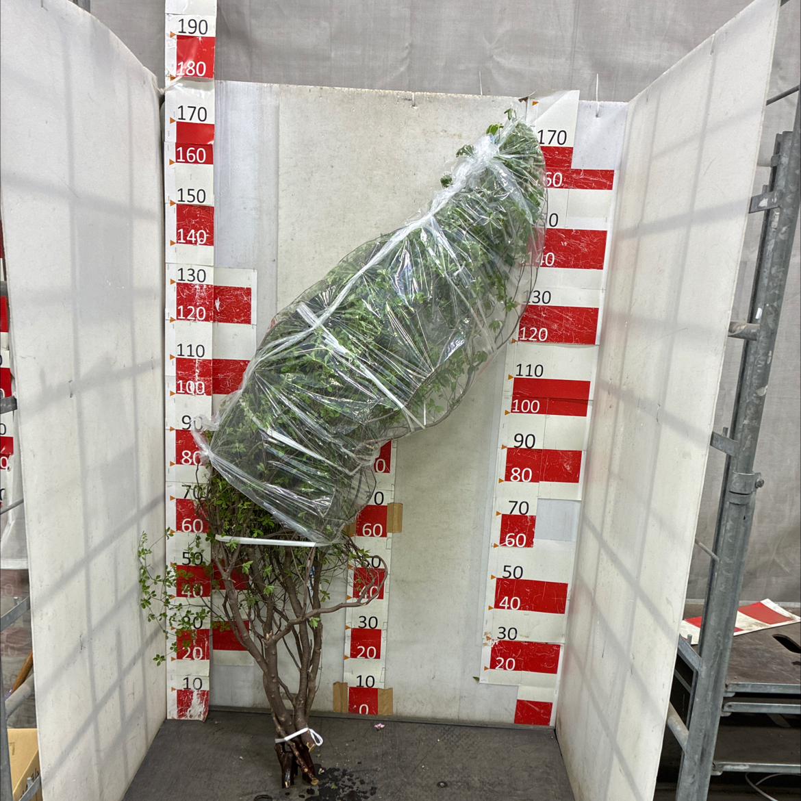 どうだんつつじ