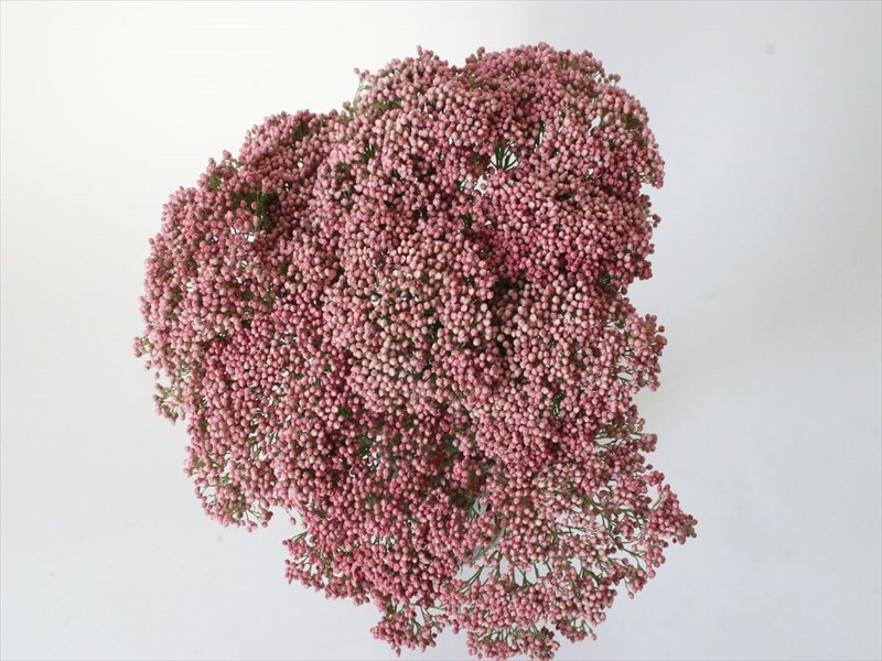 ライスフラワー