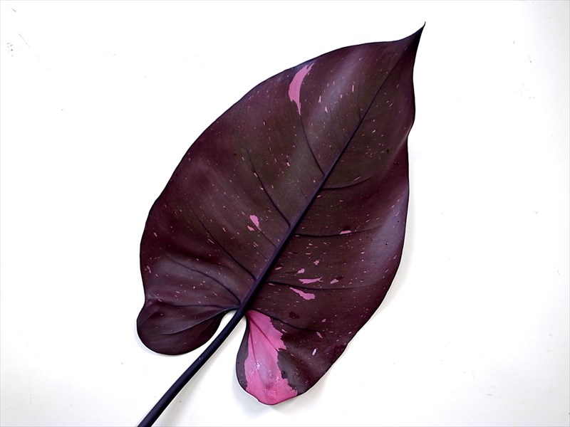 フィロデンドロン