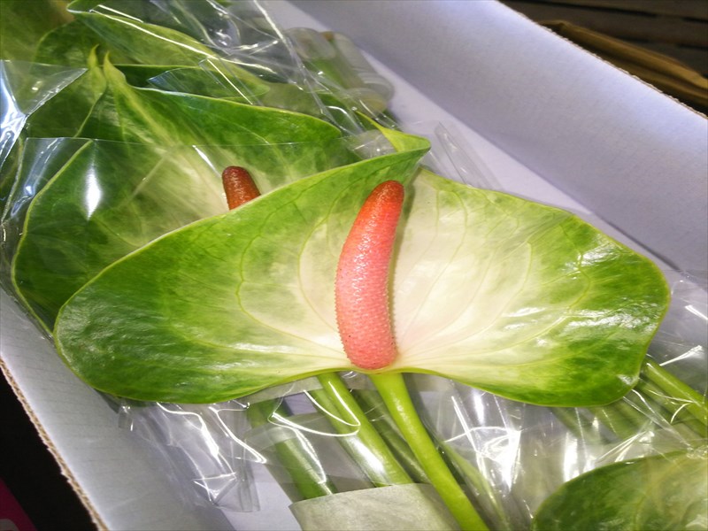 アンスリウム“ララ”