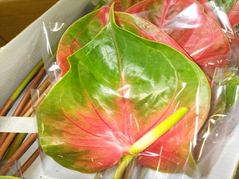 アンスリウム“ローザ”