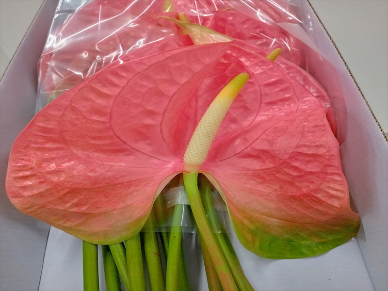 アンスリウム“ローザグリーン”