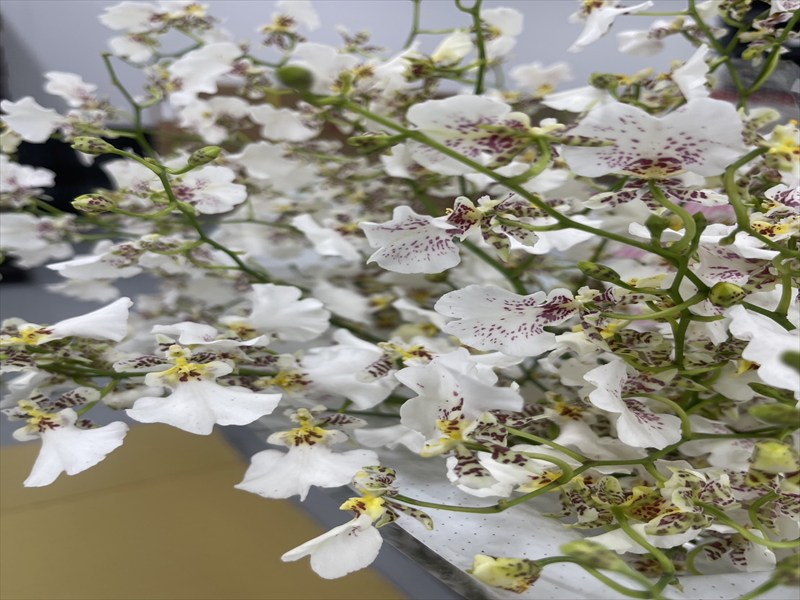 オンシジウム（白）