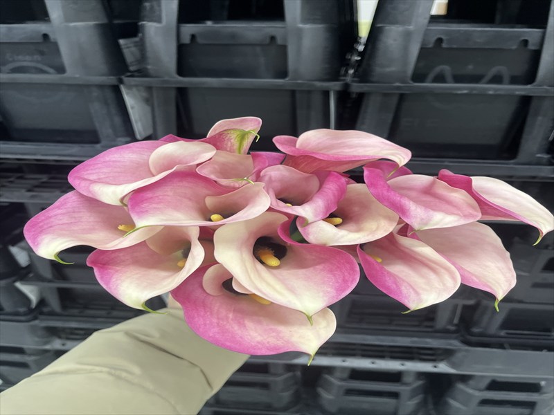 カラー（ピンク）