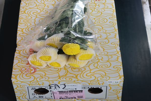 キク（ポンポン咲　黄）