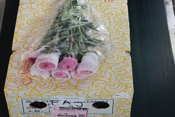 キク（ポンポン咲　ピンク）