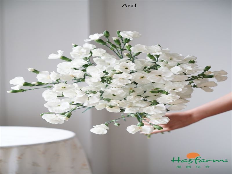 カーネ　ＨＢ“ソロミオ”