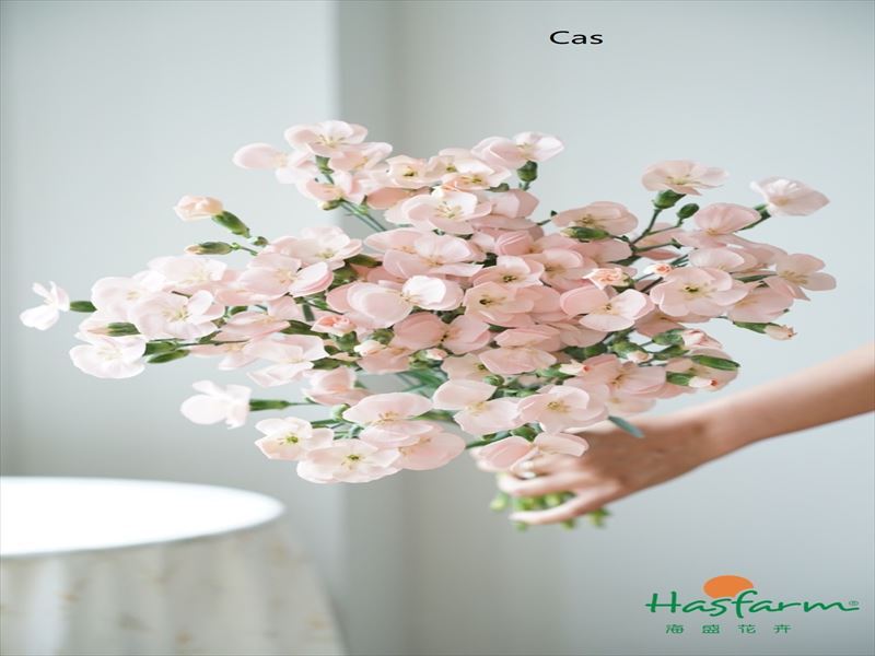 カーネ　ＨＢ“ソロミオ”