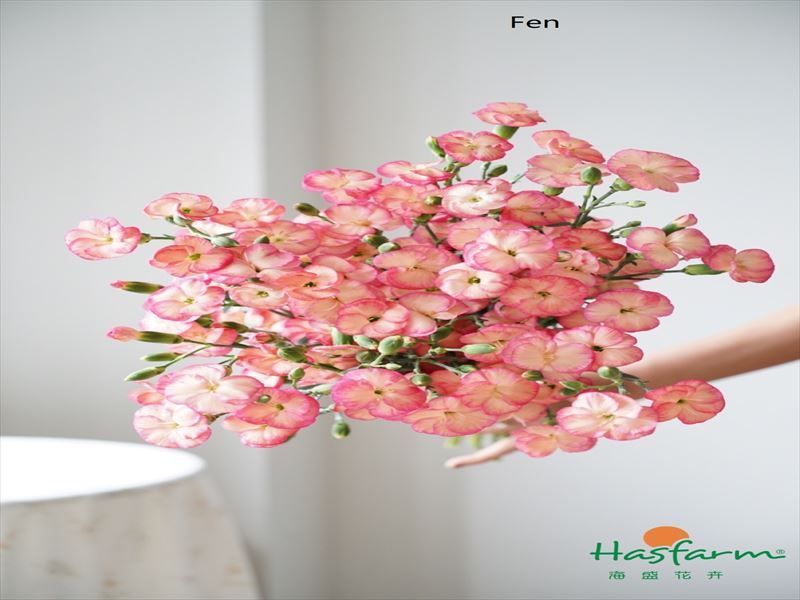 カーネ　ＨＢ“ソロミオフェン”