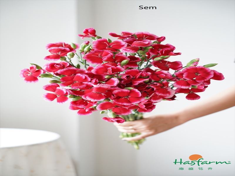 カーネ　ＨＢ“ソロミオセム”