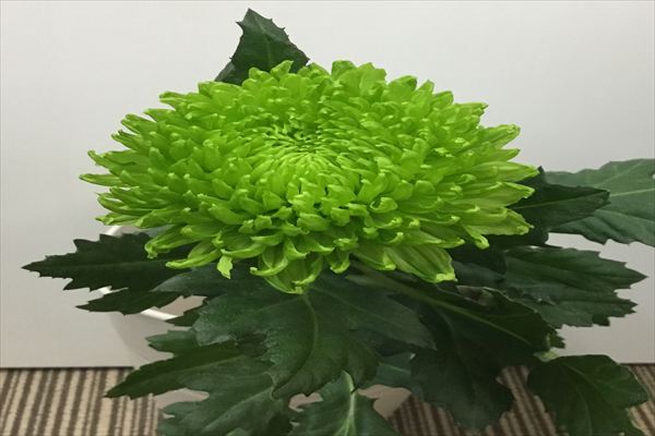 キク（ヨーロピアンＳＴＤ　緑）