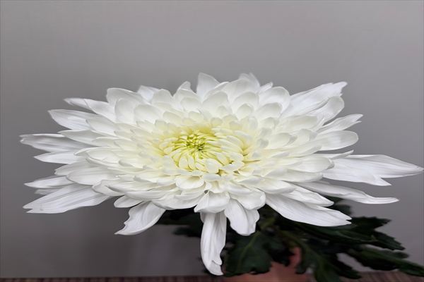 キク（ヨーロピアンＳＴＤ　白）