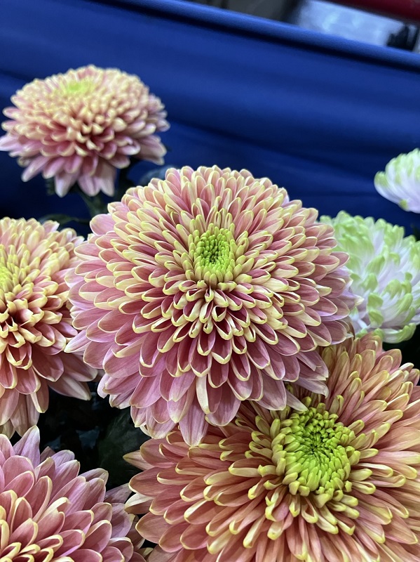 キク（デコラティブ）