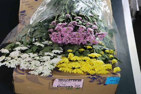 スプレー菊“モナリザ”