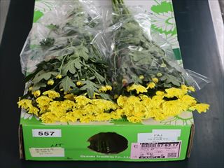 スプレー菊・黄“ボニータサニー”