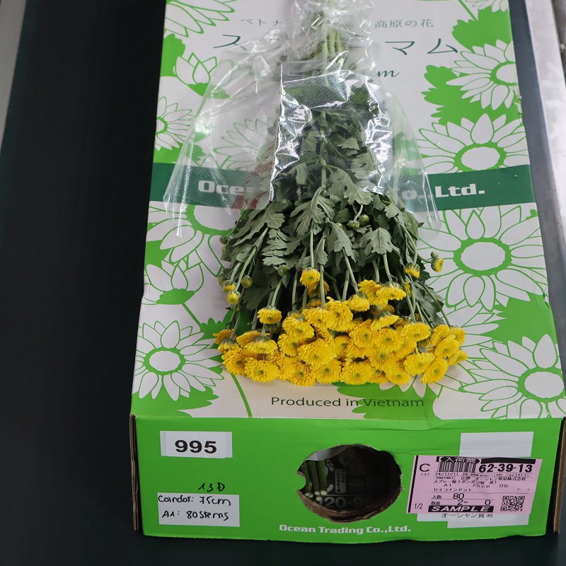 スプレー菊・黄“セイコインドット”