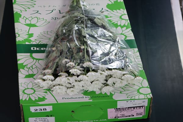 スプレー菊・白“クレイン”