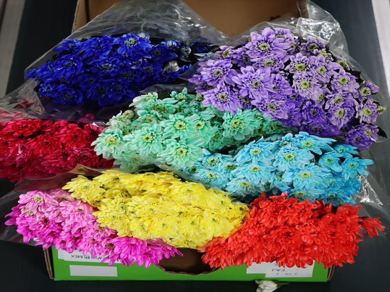 スプレー菊（染）