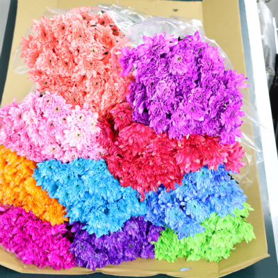 スプレー菊（染）