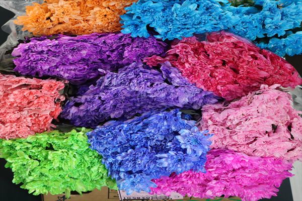 スプレー菊（染）