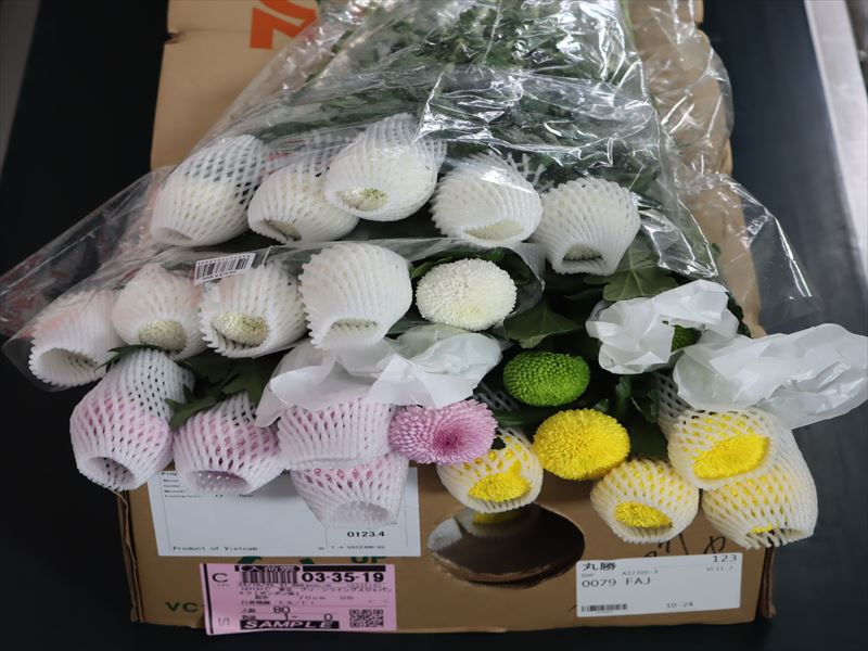 キク（ポンポン咲）