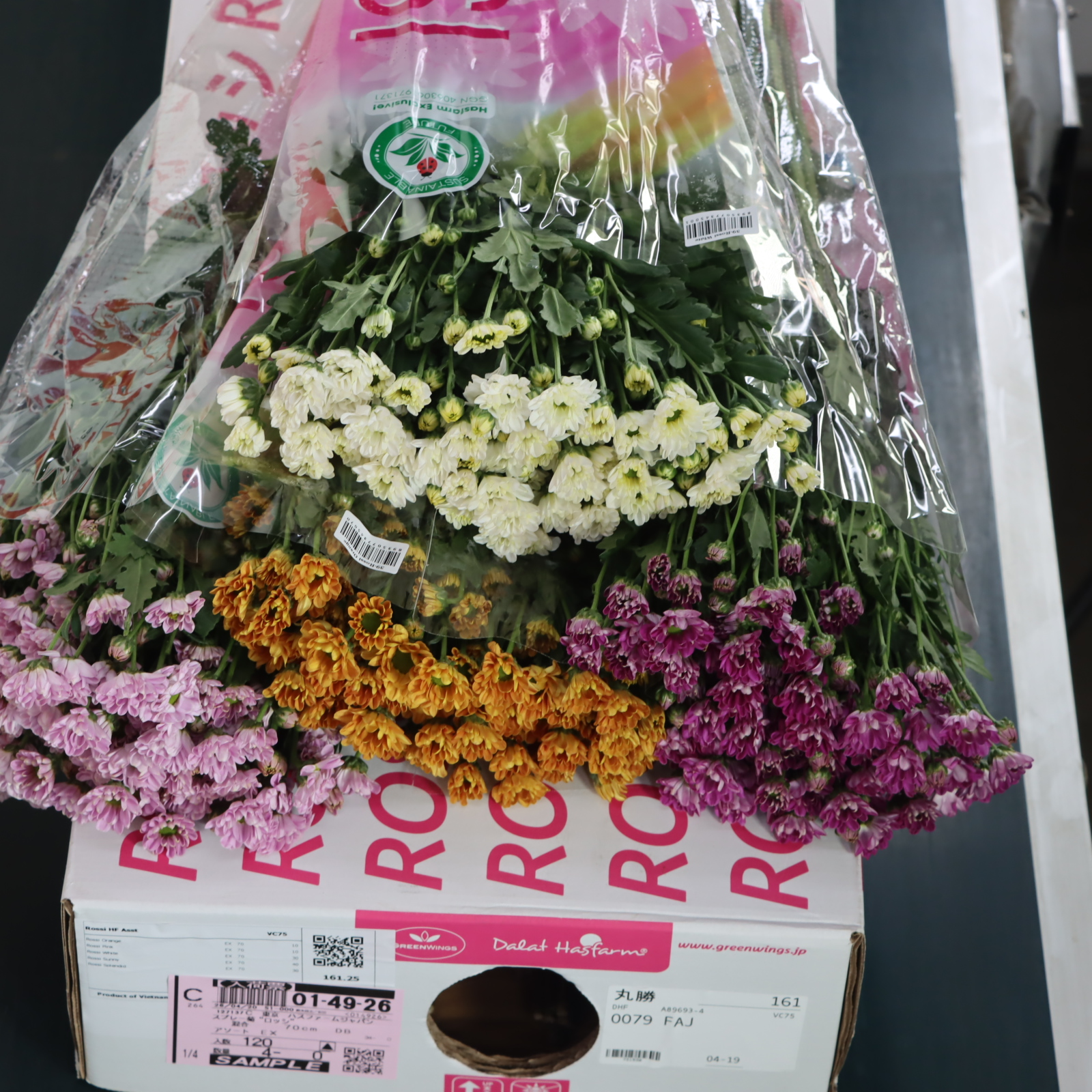 スプレー菊“ロッシ”