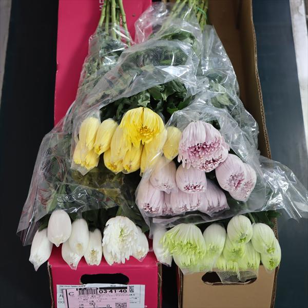 キク“アナスタシア”