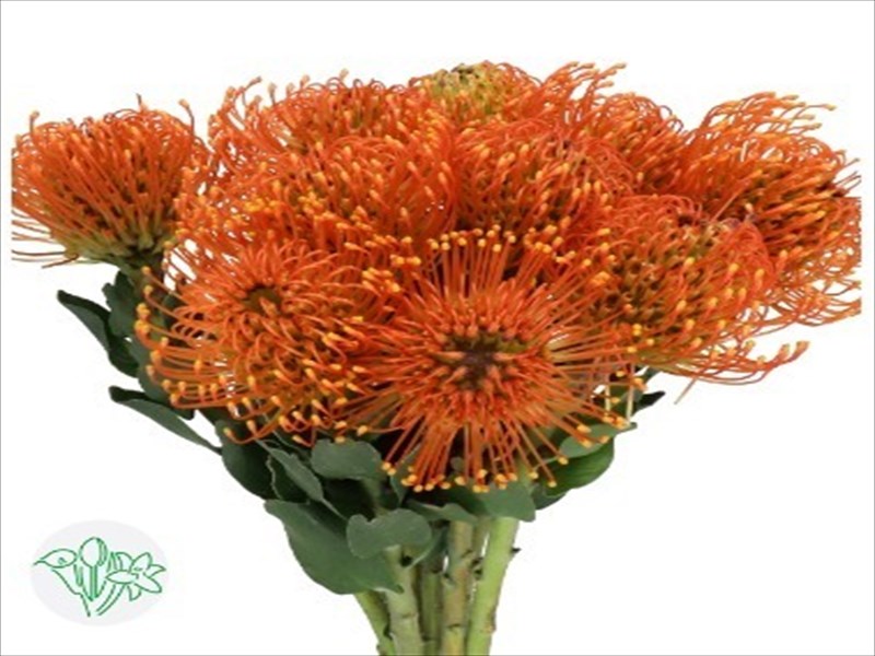 ピンクッション“サンライズ”