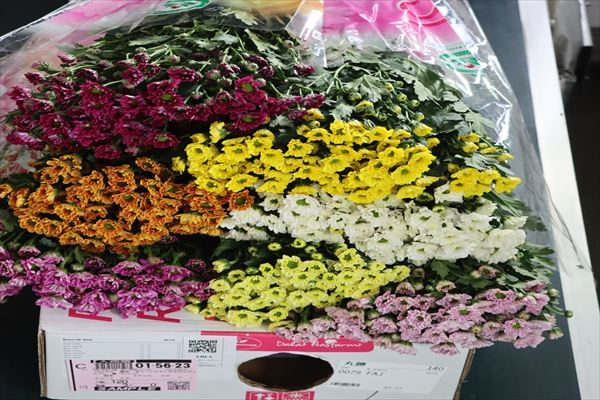 スプレー菊“ロッシ”