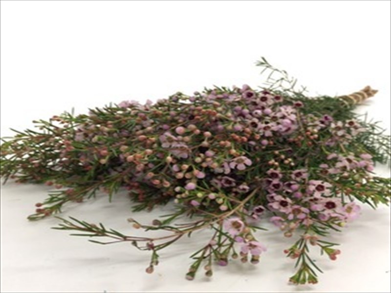 ワックスフラワー