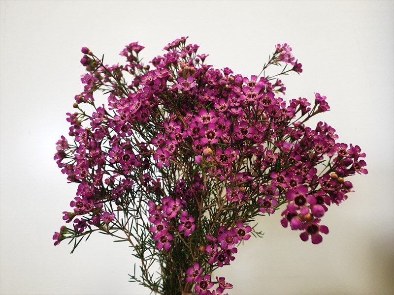 ワックスフラワー（ピンク）