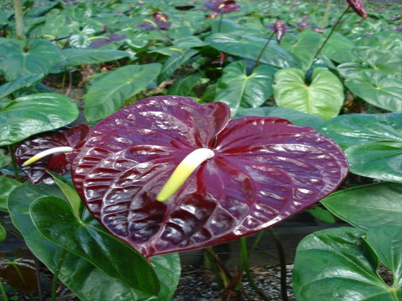 アンスリウム（赤）