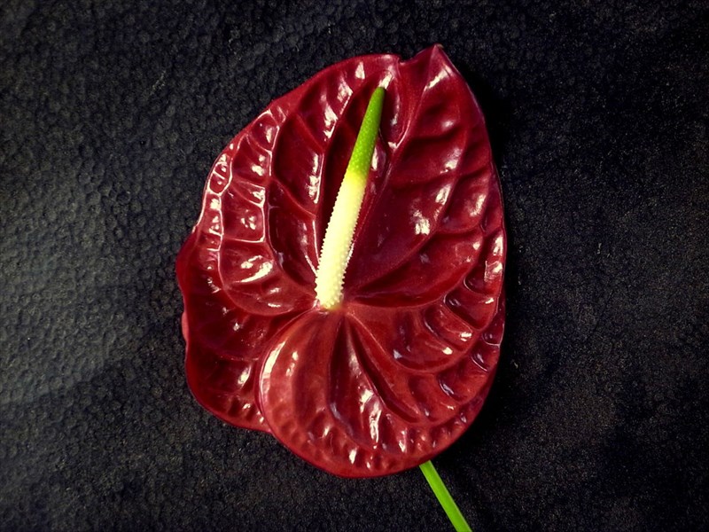 アンスリウム（赤）