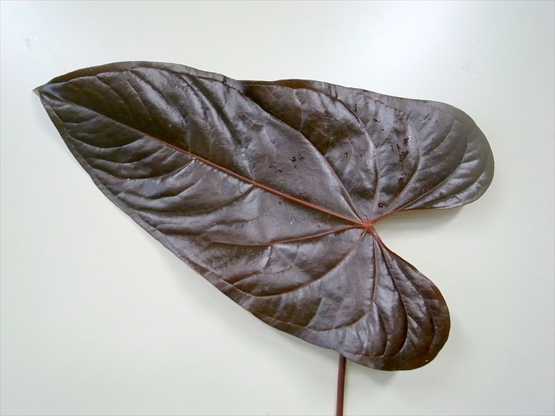 アンスリウム（葉）