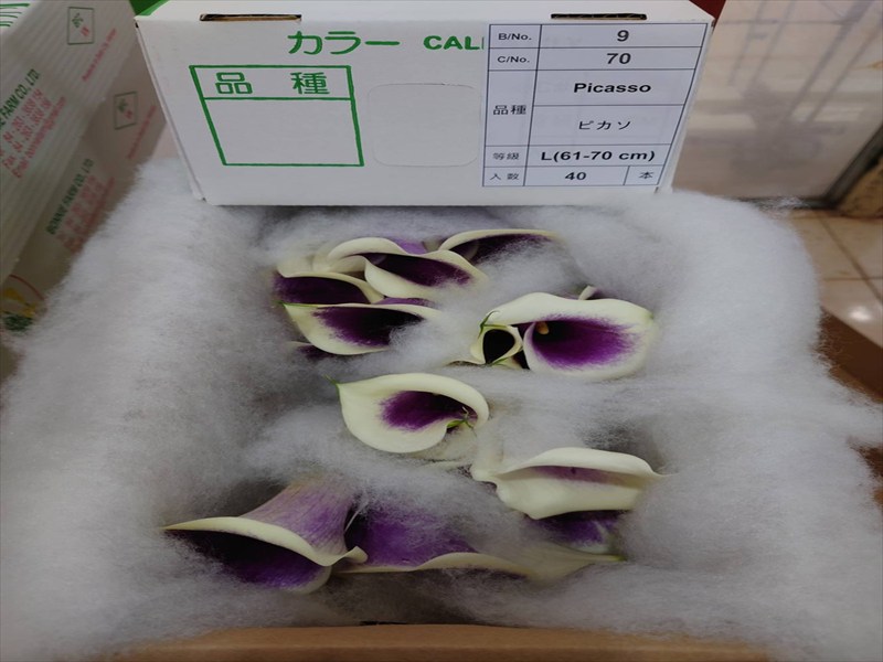 カラー“ピカソ”