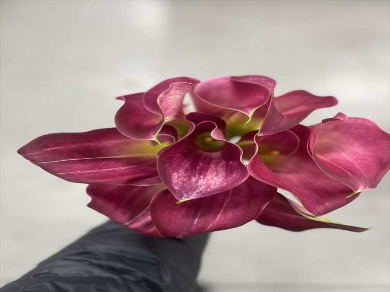 カラー（ピンク）