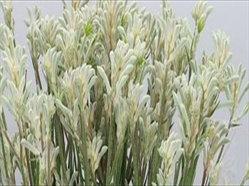 アニゴザントス