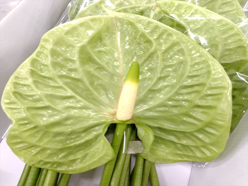 アンスリウム（グリーン）