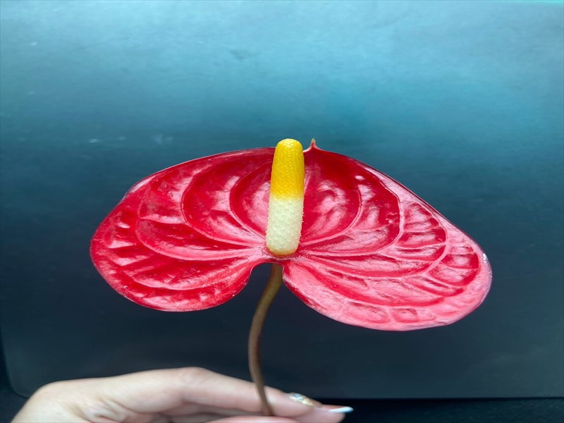 アンスリウム（赤）