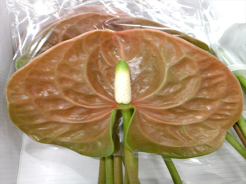 アンスリウム“テラ”