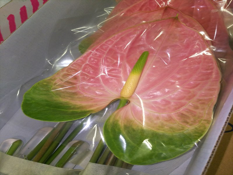 アンスリウム・桃“ピンクパンサー”