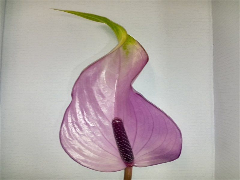 アンスリウム“プレビア”