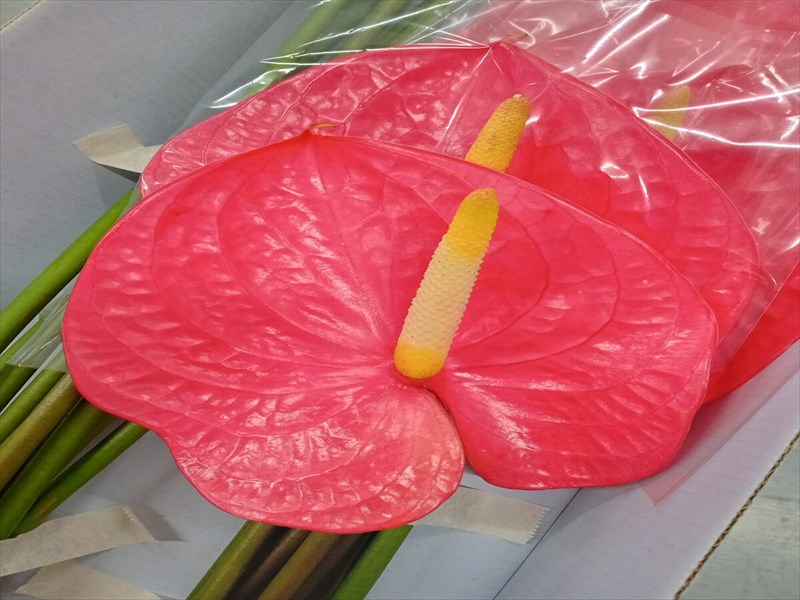 アンスリウム（赤）