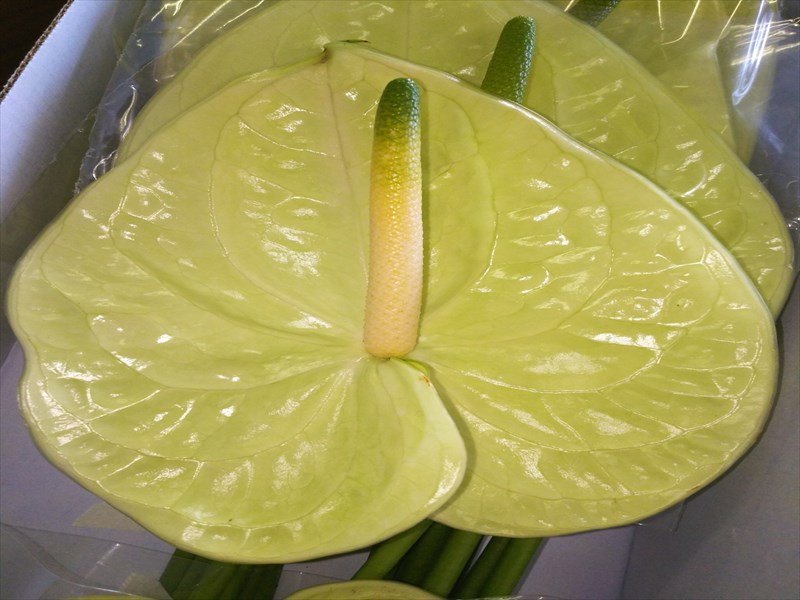 アンスリウム（グリーン）