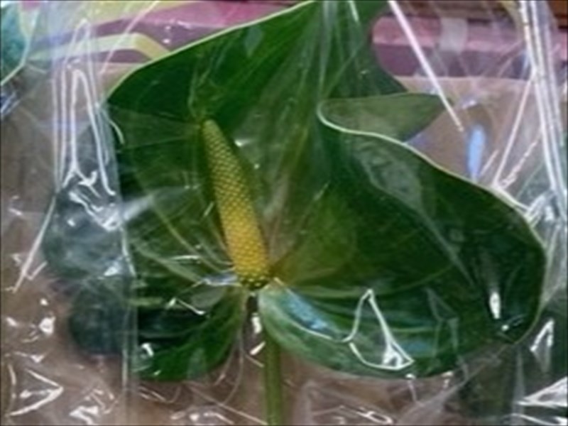 アンスリウム“ミドリ”