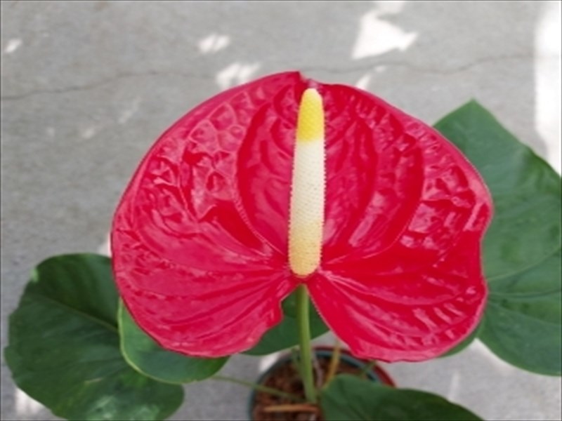 アンスリウム（赤）