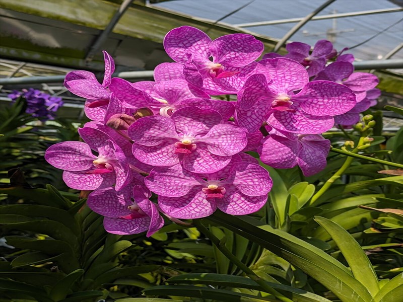 バンダ（ピンク）