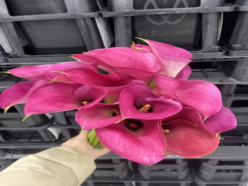 カラー（ピンク）