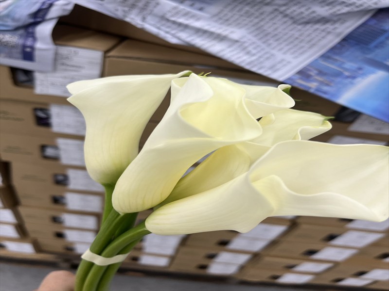 カラー（クリーム）